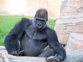 Portrait Western lowland gorilla sitting on the grass