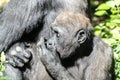 Western lowland gorilla