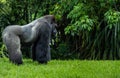 Western Lowland Gorilla Standing in Grass on Sunny Day Royalty Free Stock Photo