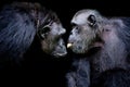 Western lowland gorilla, two mammals tease together. One gorilla Royalty Free Stock Photo