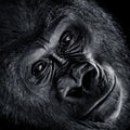 Western Lowland Gorilla V Royalty Free Stock Photo