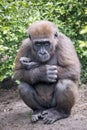 Western Lowland Gorilla