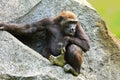 The western lowland gorilla Gorilla gorilla gorilla young in the green grass