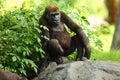 The western lowland gorilla Gorilla gorilla gorilla young in the green grass