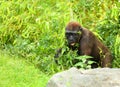 The western lowland gorilla Gorilla gorilla gorilla young in the green grass