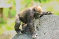 The western lowland gorilla Gorilla gorilla gorilla young in the green grass