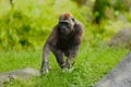 The western lowland gorilla Gorilla gorilla gorilla young in the green grass