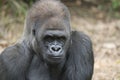 Western Lowland Silverback Gorila Royalty Free Stock Photo