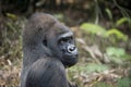Western Lowland Silverback Gorila Smiling Royalty Free Stock Photo
