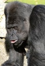 Western Lowland Silverback Gorilla Royalty Free Stock Photo
