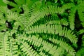 Western Maidenhair Fern Royalty Free Stock Photo