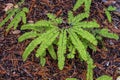 Western Maidenhair Fern Royalty Free Stock Photo