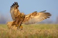 Western Marsh Harrier attack in very fast motion flight with spreaded talons, tail and wings