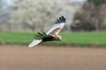 Western Marsh Harrier Bird In Flight Royalty Free Stock Photo