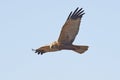 Western Marsh Harrier (Circus aeruginosus)