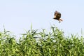 Western marsh harrier or Circus aeruginosus, of the Accipitridae family. Royalty Free Stock Photo