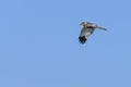 Western marsh harrier or Circus aeruginosus, of the Accipitridae family. Royalty Free Stock Photo