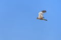 Western marsh harrier or Circus aeruginosus, of the Accipitridae family. Royalty Free Stock Photo