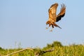 Western marsh harrier or Circus aeruginosus, of the Accipitridae family. Royalty Free Stock Photo