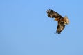 Western marsh harrier or Circus aeruginosus, of the Accipitridae family. Royalty Free Stock Photo