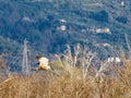 Western Marsh Harrier, Circus aeruginosus, bird of prey in swamp, raptor in natural habitat Royalty Free Stock Photo