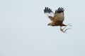 The western marsh harrier (Circus aeruginosus)