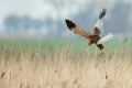 The western marsh harrier (Circus aeruginosus)