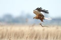 The western marsh harrier (Circus aeruginosus)