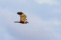 Western marsh harrier (Circus aeruginosus Royalty Free Stock Photo