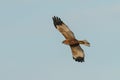 Western marsh harrier