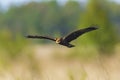 Western marsh harrier, Circus aeruginosus, hunting Royalty Free Stock Photo