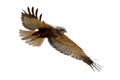 Western Marsh-harrier (Circus aeruginosus).