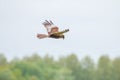 Flying western marsh harrier, Dutch landscape