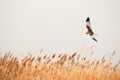 Western marsh harrier - Circus aeruginosus - a male large bird of prey with white-brown plumage, circling in the air over reeds