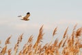 Western marsh harrier - Circus aeruginosus - a male large bird of prey with white-brown plumage, circling in the air over reeds