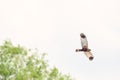 Western marsh harrier - Circus aeruginosus - a male large bird of prey with white-brown plumage, circling in the air