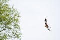 Western marsh harrier - Circus aeruginosus - a male large bird of prey with white-brown plumage, circling in the air