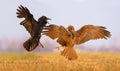 Western Marsh Harrier and Common Raven battle against each other in air over some meadow field