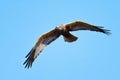 Western marsh harrier in flight Royalty Free Stock Photo