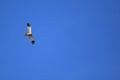 Western marsh harrier in flight