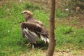 Western marsh harrier Royalty Free Stock Photo
