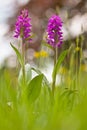 Western marsh orchid Royalty Free Stock Photo