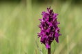 Western marsh orchid