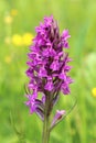 Western marsh orchid Dactylorhiza majalis