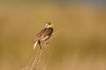 Western Meadowlark