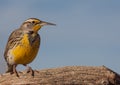 Western Meadowlark on Branch