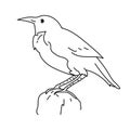 Western meadowlark drawing bird illustration vector.Doodle bird Royalty Free Stock Photo