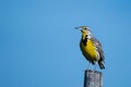 Western Meadowlark on a Fence Post Royalty Free Stock Photo