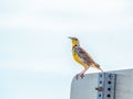 Western Meadowlark Perched on a Metal Sign