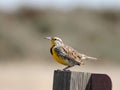 Western Meadowlark Perched on a Signpost